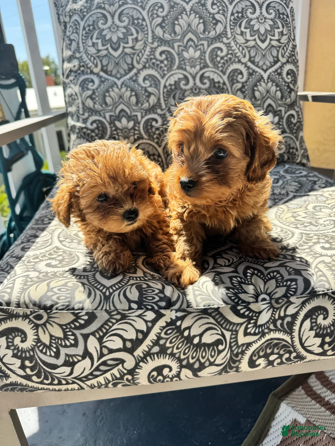 Mixed Breed dogs for sale: Mixed Breed Puppy 1 - Ad 2