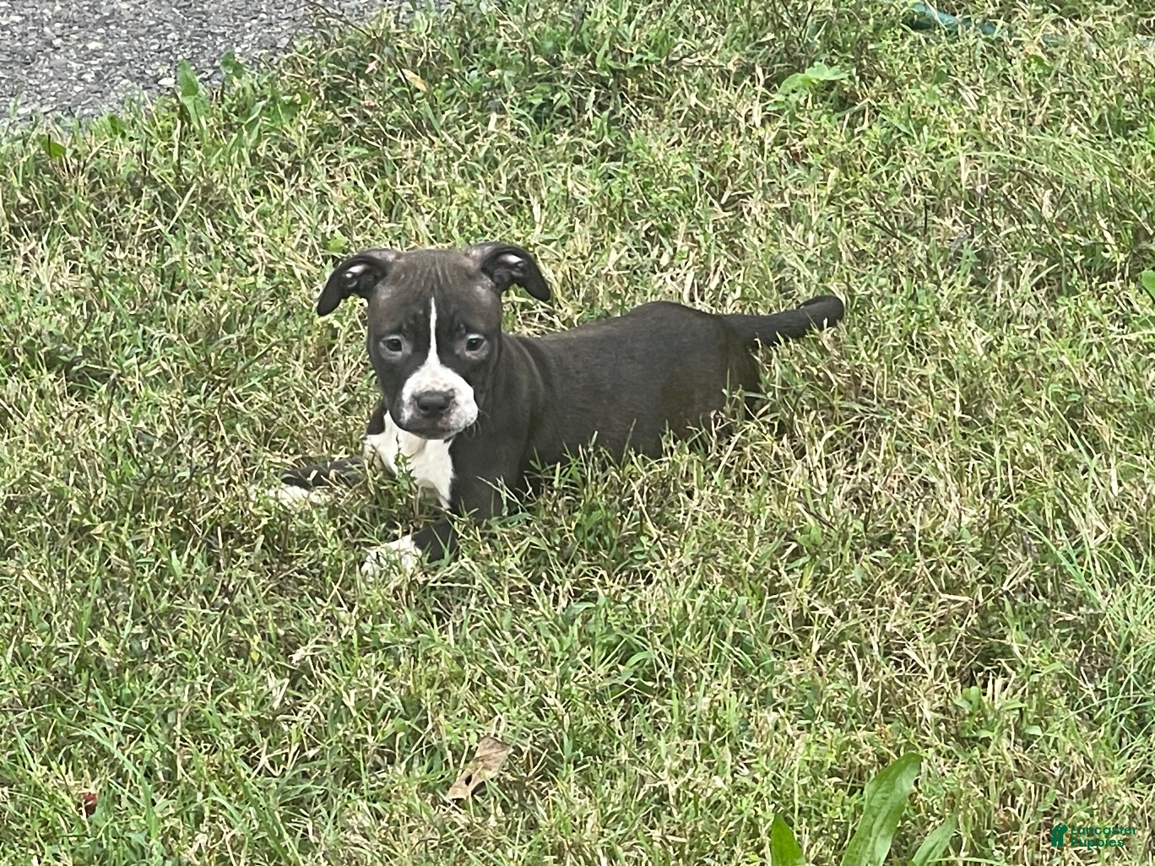 Mixed Breed dogs for sale:  Breed 1 - Ad 27