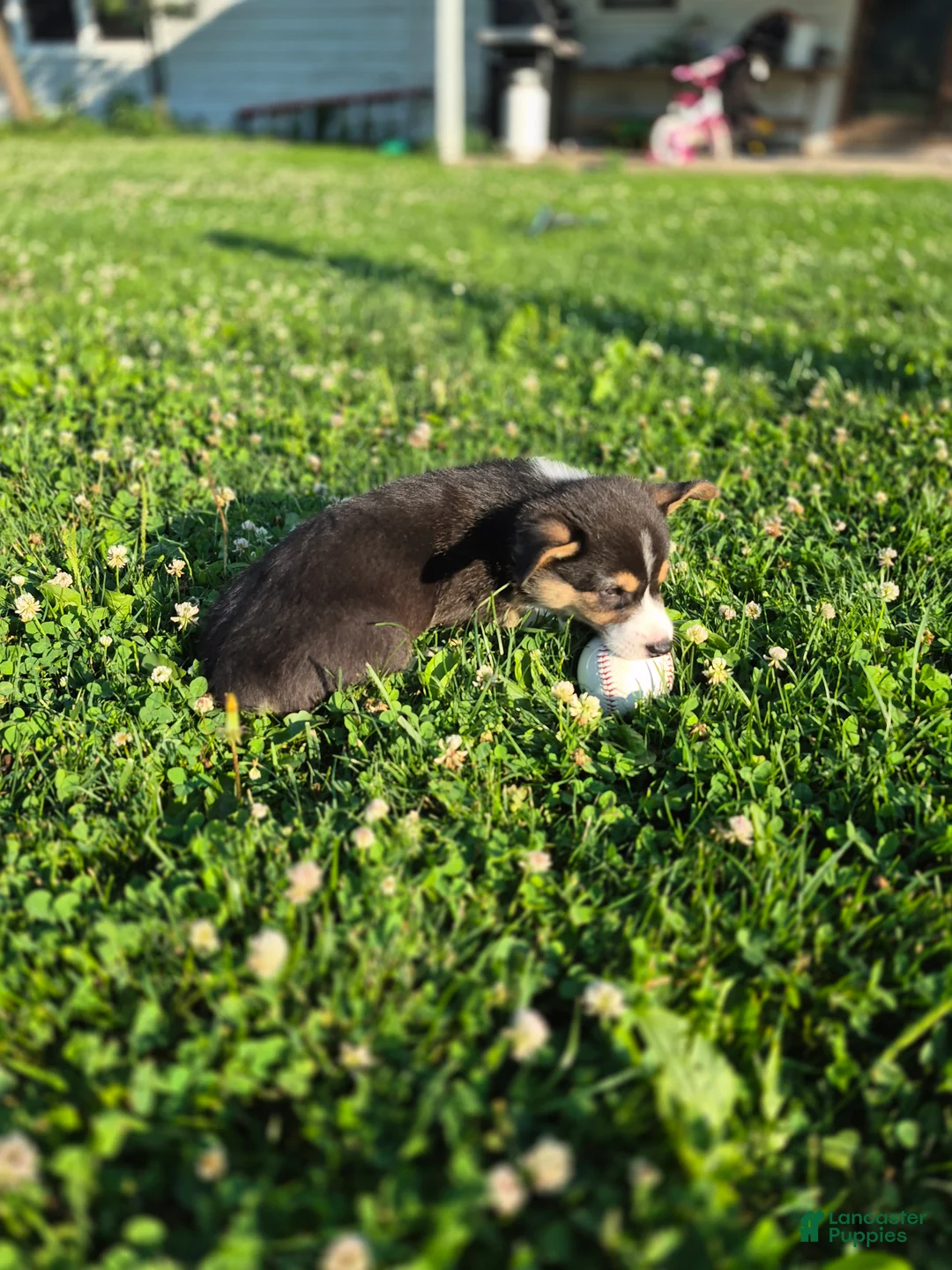 Welsh Corgi Pembroke dogs for sale: Cocoa - Ad 4