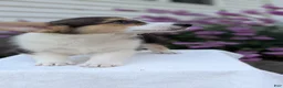 Welsh Corgi Pembroke dogs for sale: Lanie - Ad 6
