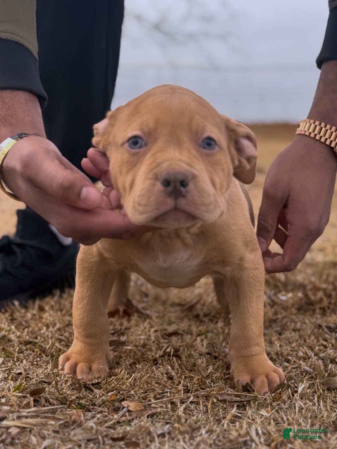 American Bully dogs for sale: Luck - Ad 1