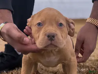 American Bully dogs Luck - Ad 1
