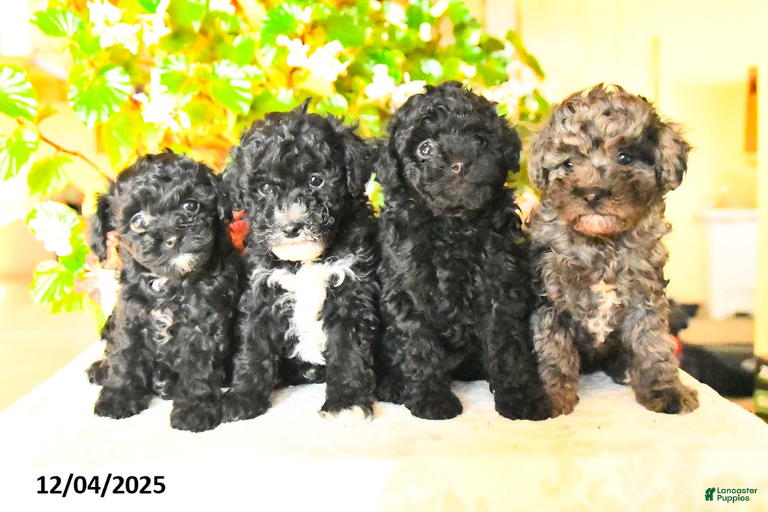 Toy Poodle dogs for sale: Sparkle - Ad 3