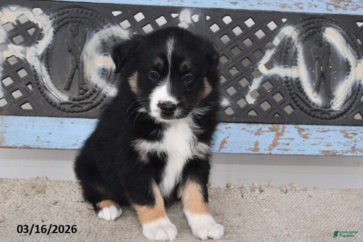 Australian Shepherd dogs Raine - Ad 2