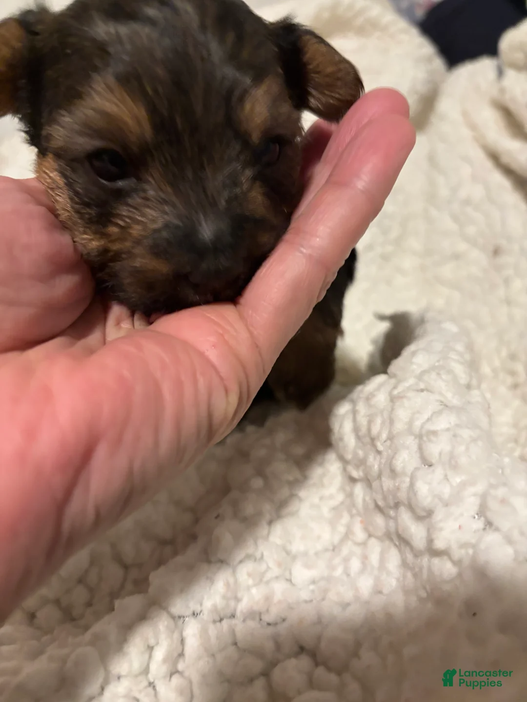 Yorkiepoo dogs for sale: Yorkiepoo Puppy 2 - Ad 2