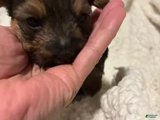 Yorkiepoo dogs Yorkiepoo Puppy 2 - Ad 40
