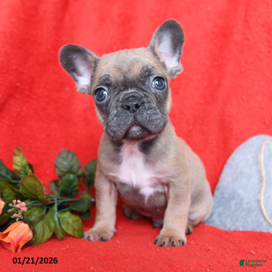 French Bulldog dogs for sale: Pierre - Ad 4