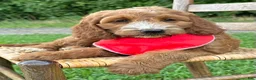 Irish Doodle dogs for sale: Maggie - Ad 9