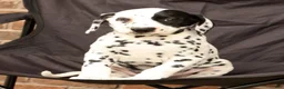 Dalmatian dogs for sale: Abby - Ad 5
