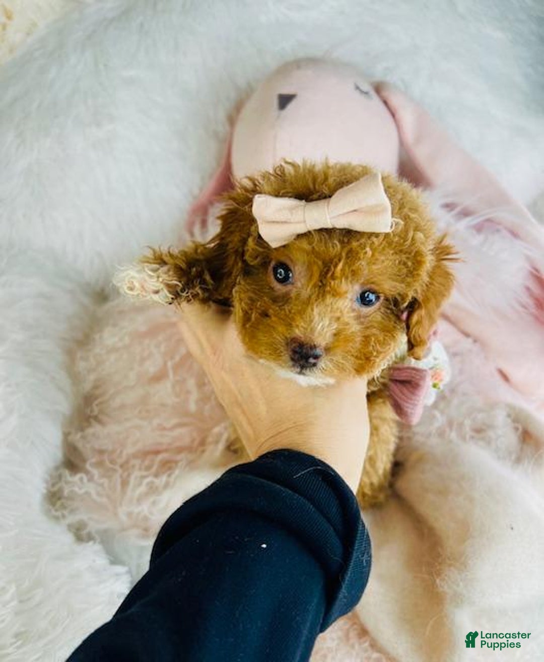 Miniature Poodle dogs for sale: Miniature Poodle Puppy 1 - Ad 3