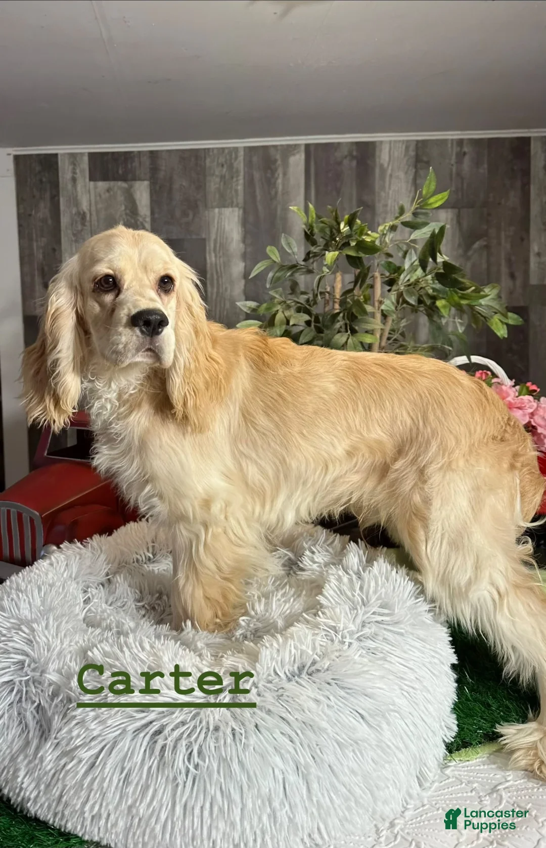 Cocker Spaniel dogs for sale: Cowboy  - Ad 6