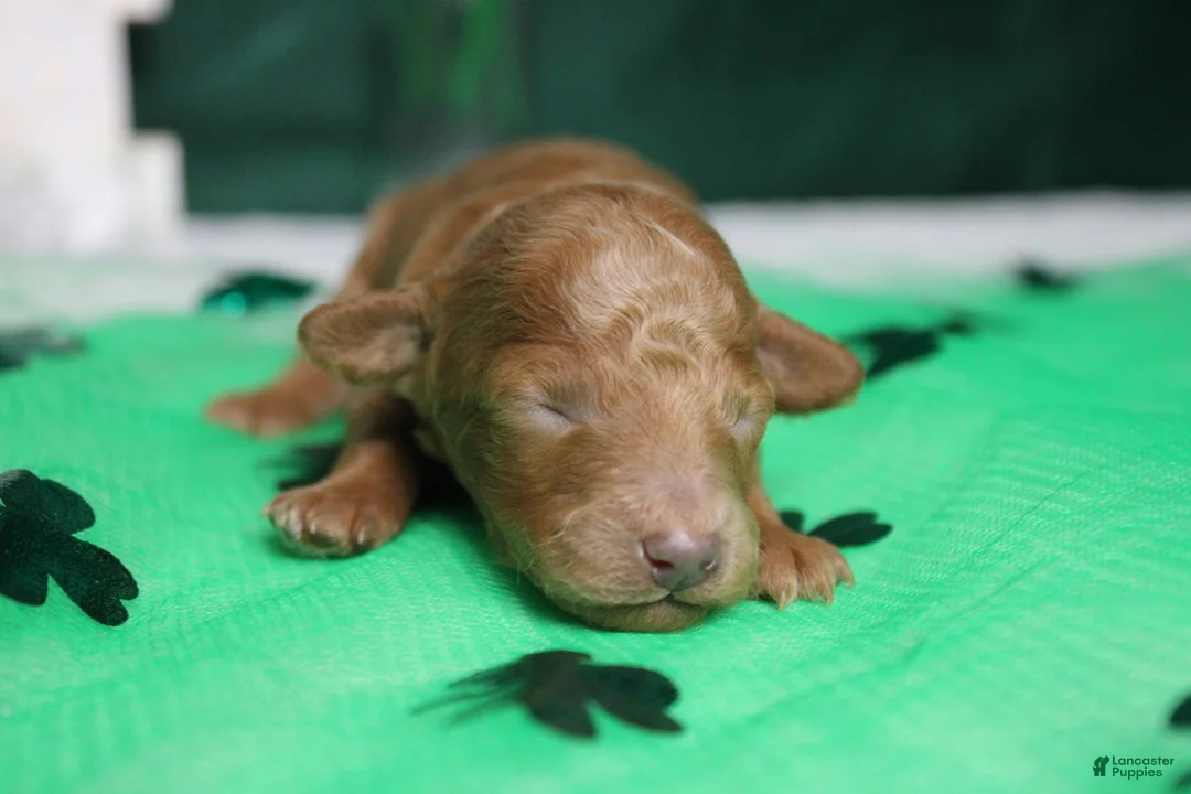 Miniature Poodle dogs for sale: Brittany  - Ad 7