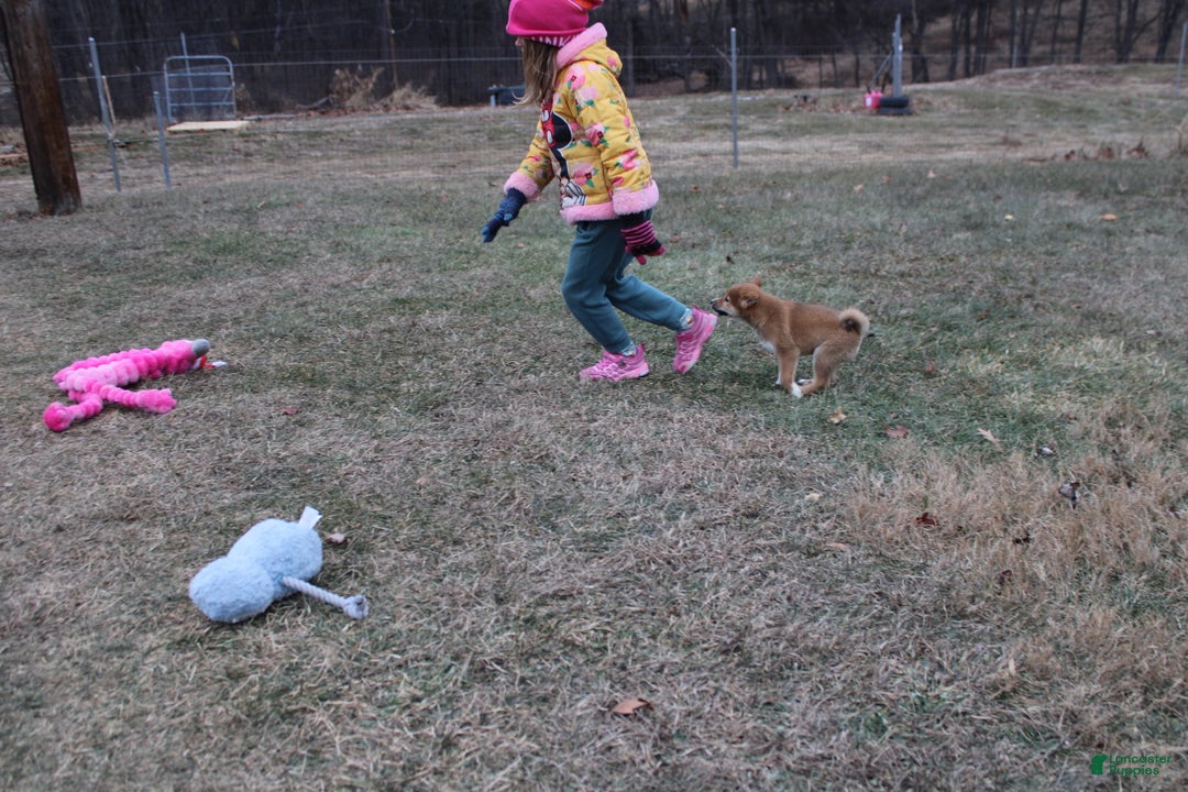 Shiba Inu dogs for sale: Wreath - Ad 6