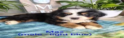 Bernese Mountain Dog dogs for sale: Max - Ad 1