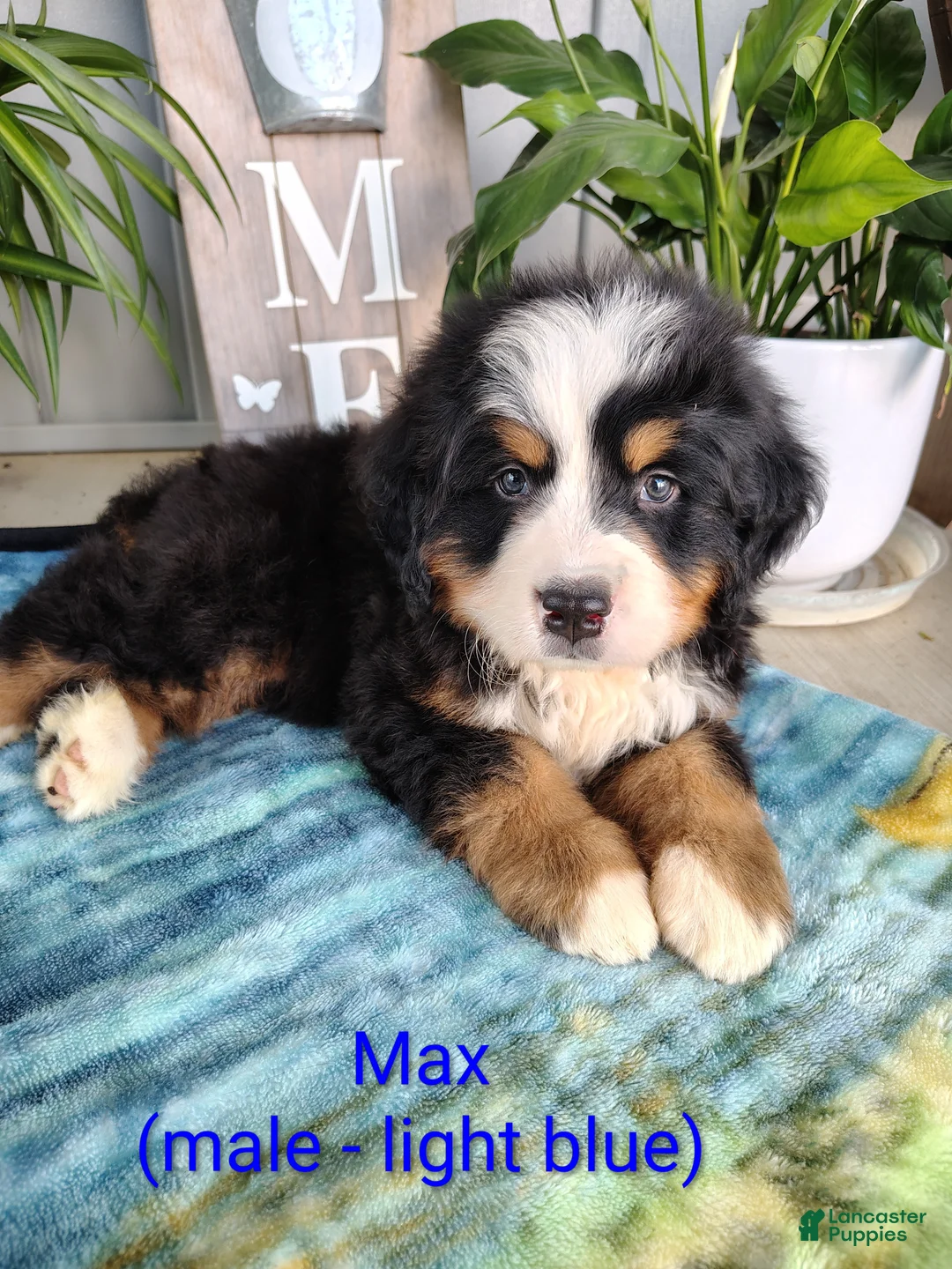 Bernese Mountain Dog dogs for sale: Max - Ad 1