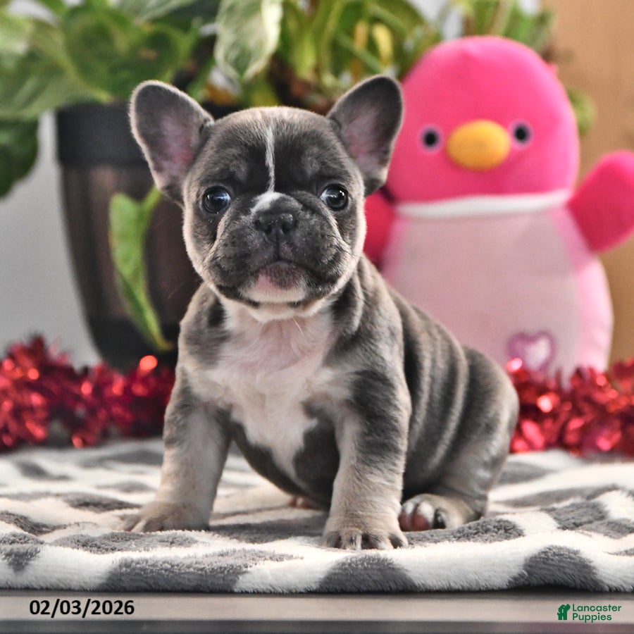 French Bulldog dogs Flower - Ad 39