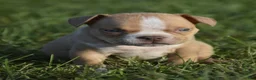 American Bully dogs for sale: American Bully 2 - Ad 7