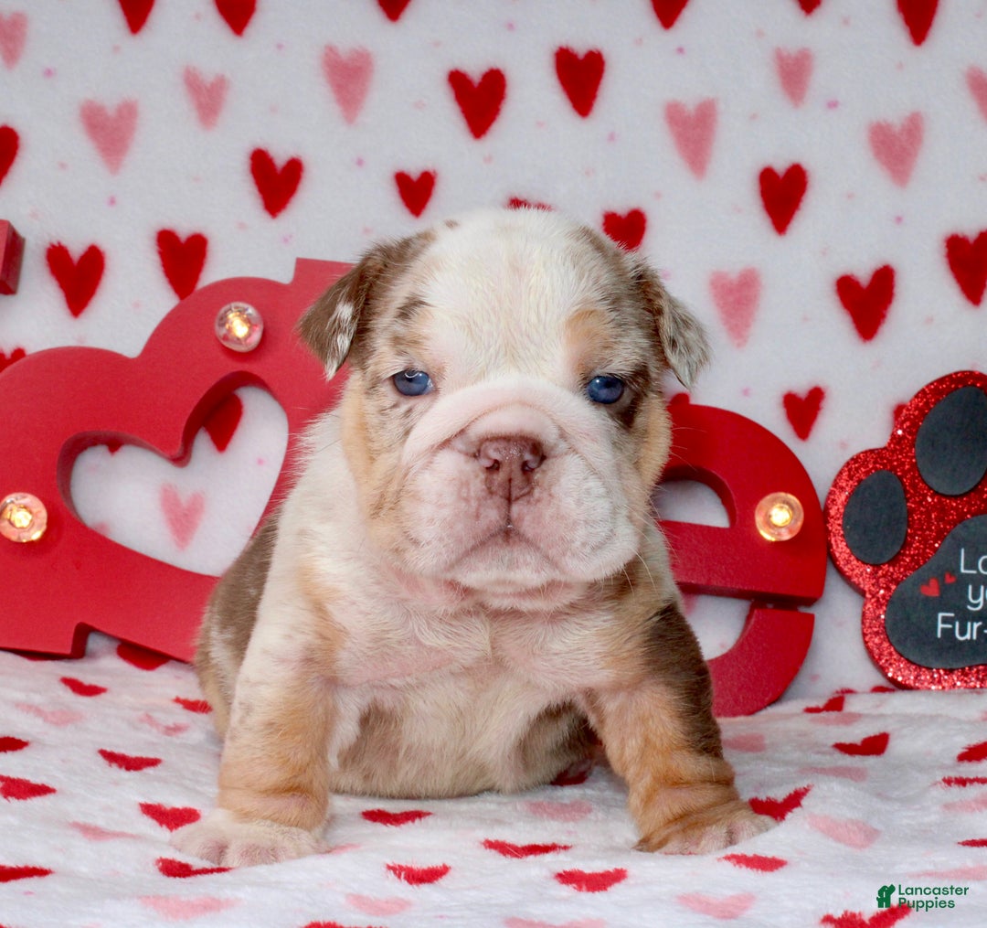 English Bulldog dogs for sale: Coco - Ad 4