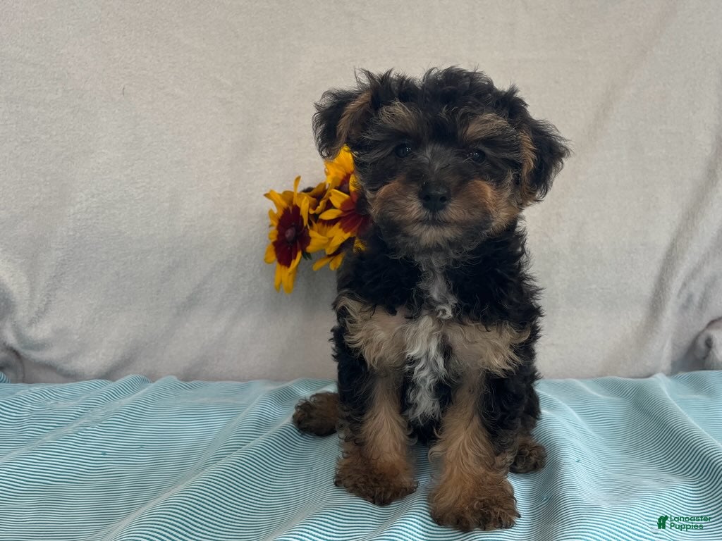 Yorkiepoo dogs Laser - Ad 2