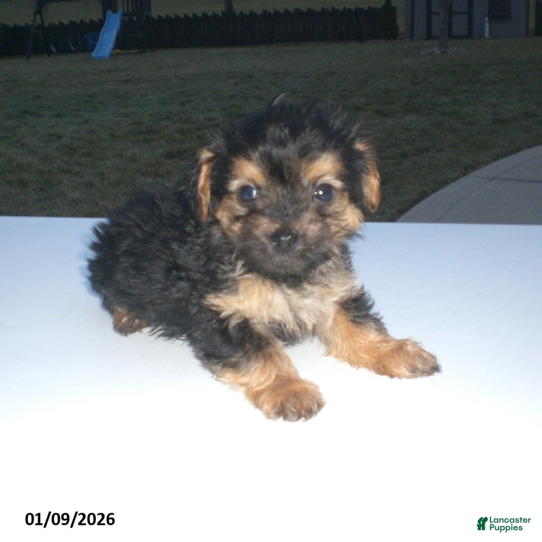 Yorkiepoo dogs for sale: Theo - Ad 5