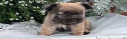 French Bulldog dogs for sale: Olive - Ad 7