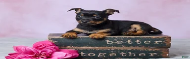 Trixie