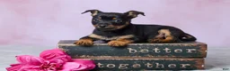 Chihuahua dogs for sale: Trixie - Ad 1