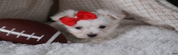 Maltese dogs for sale: ACE - Ad 15