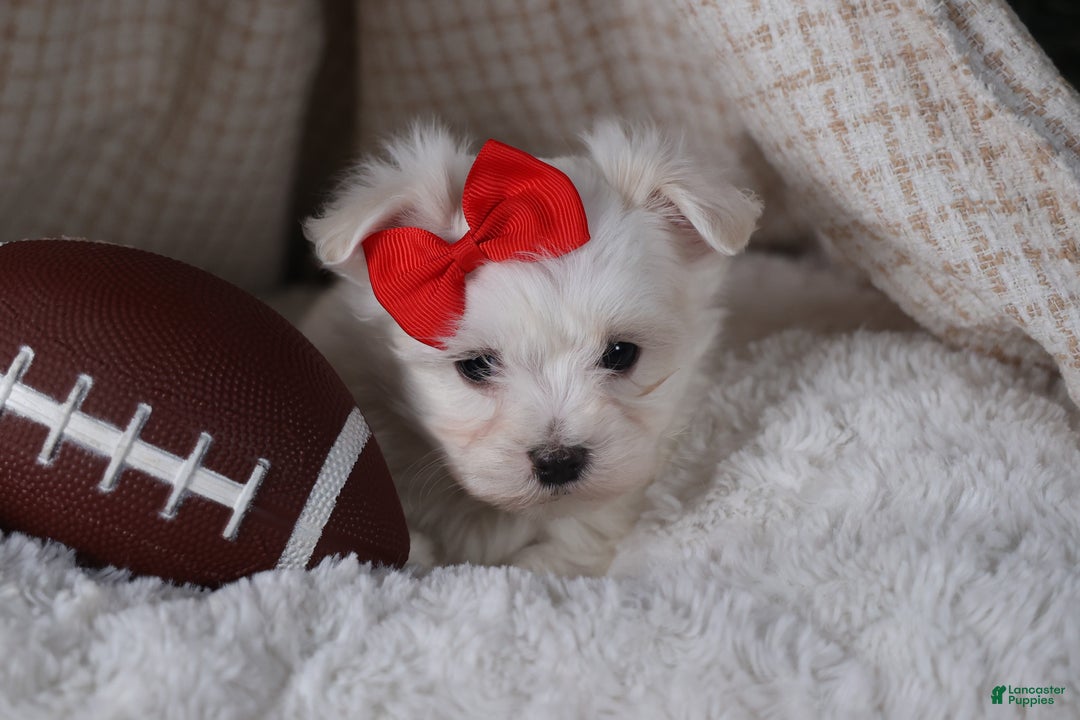 Maltese dogs for sale: ACE - Ad 15