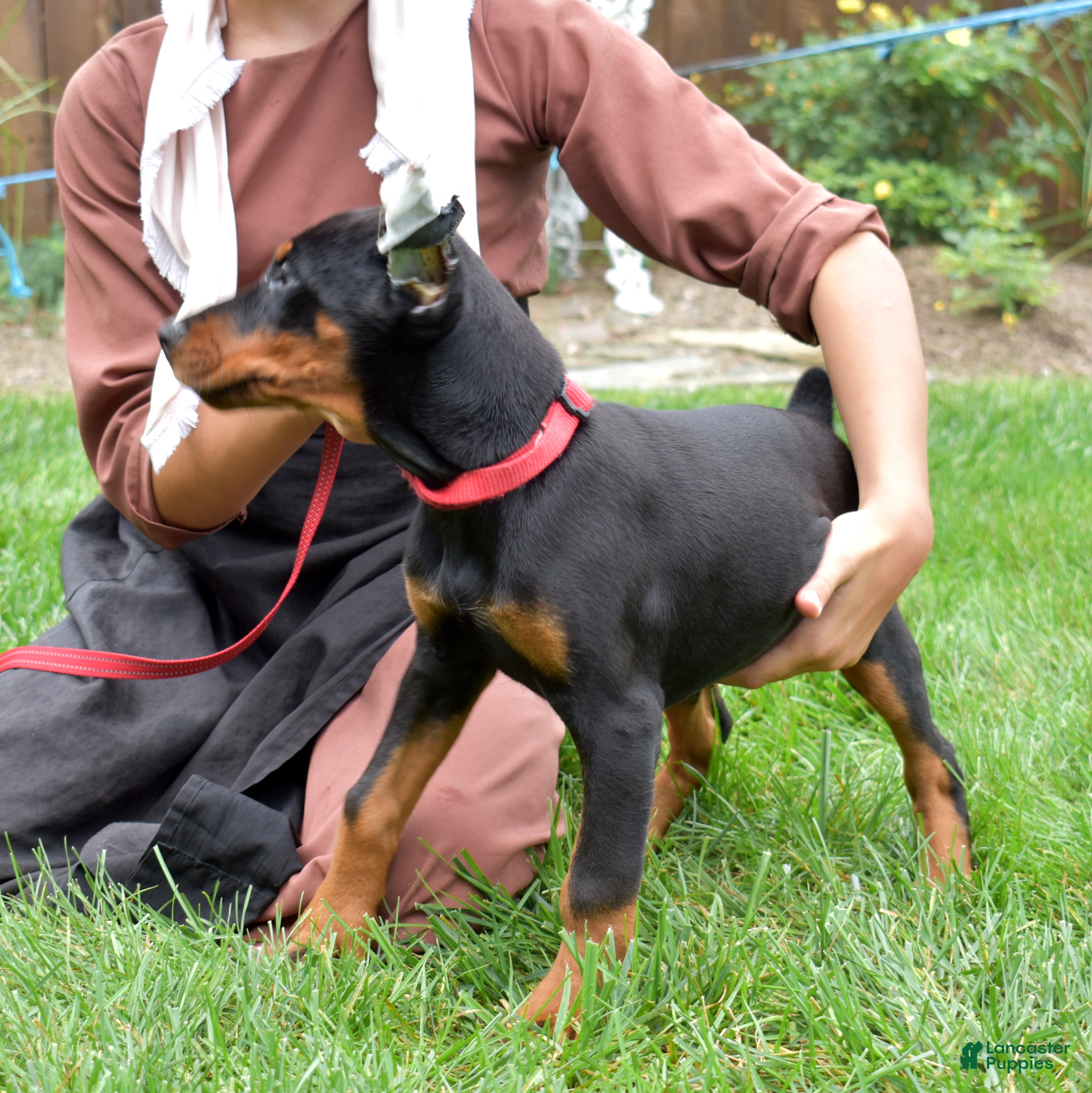 Doberman Pinscher dogs Echo - Ad 2