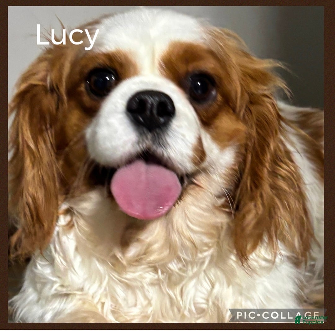 Cavapoo dogs for sale: Baxter - Ad 5