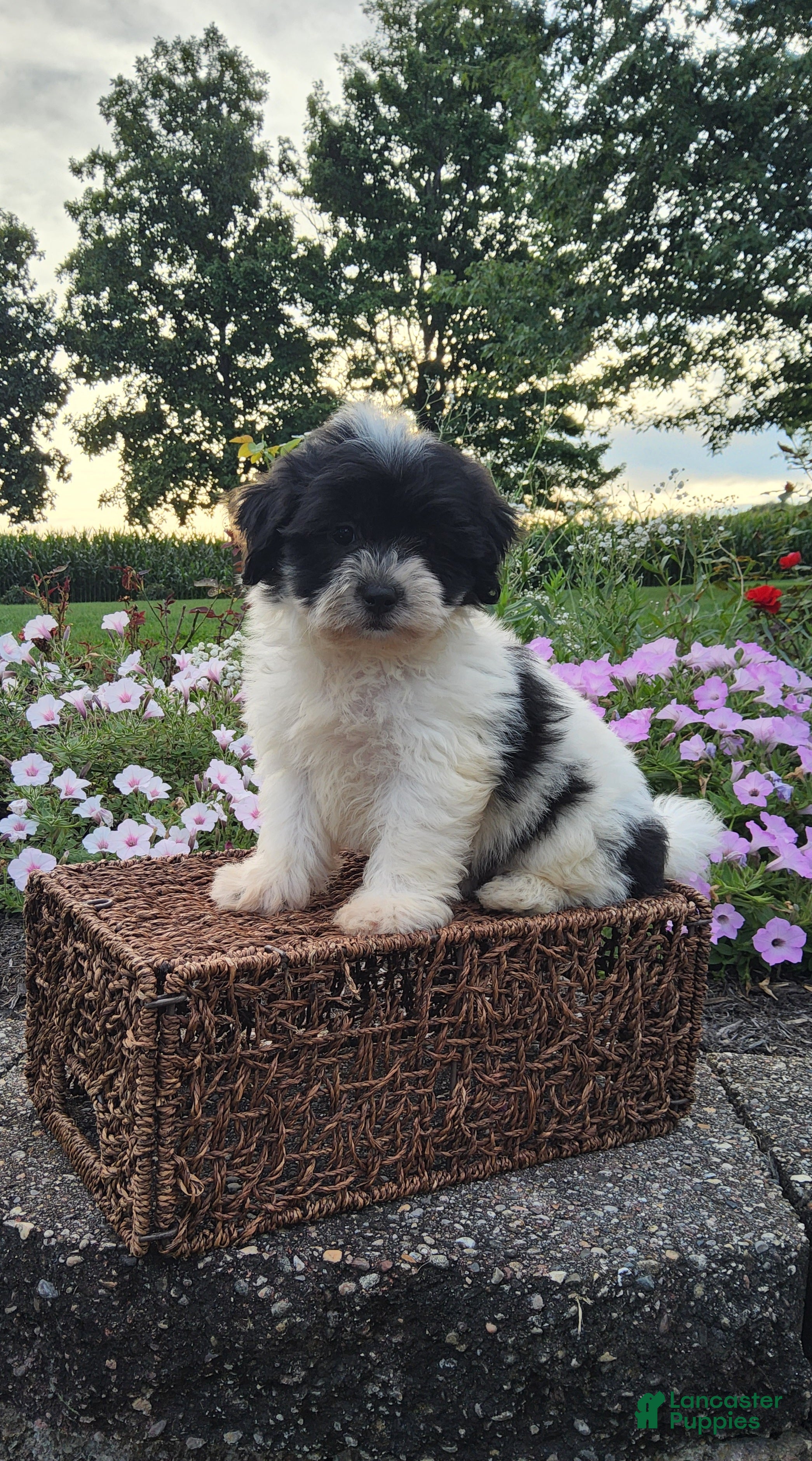 Teddy Bear dogs Chloe - Ad 1