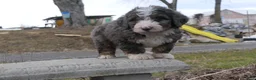 Mini Bernedoodle dogs for sale: Mini Bernedoodle Dusty - Ad 9