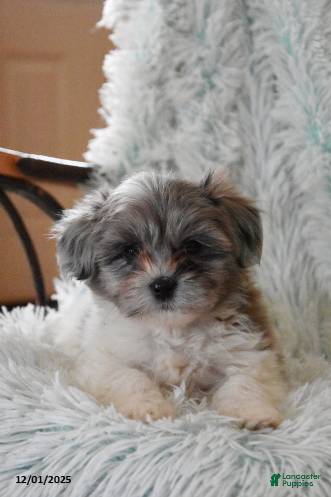 Mixed Breed dogs for sale: Rocky - Ad 3