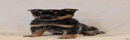 Australian Cattle Dog dogs for sale: Bella  - Ad 11