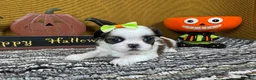 Shih Tzu dogs for sale: Shih Tzu 2 - Ad 3
