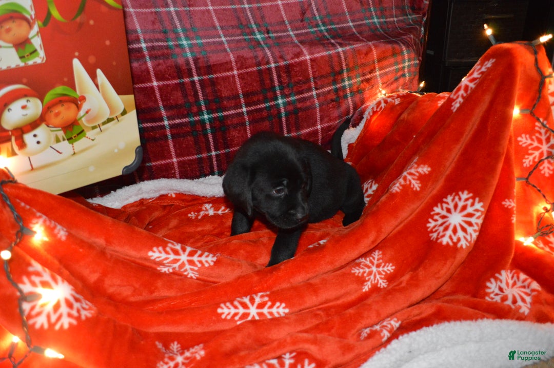 Labrador Retriever dogs for sale: Daisy - Ad 2