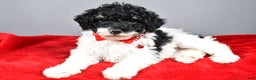 Miniature Poodle dogs for sale: Alexander - Ad 2