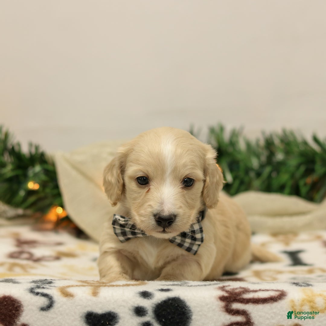 Miniature Dachshund dogs for sale: Nixon - Ad 2