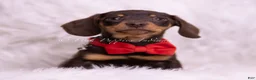 Miniature Dachshund dogs for sale: Eminem - Ad 1