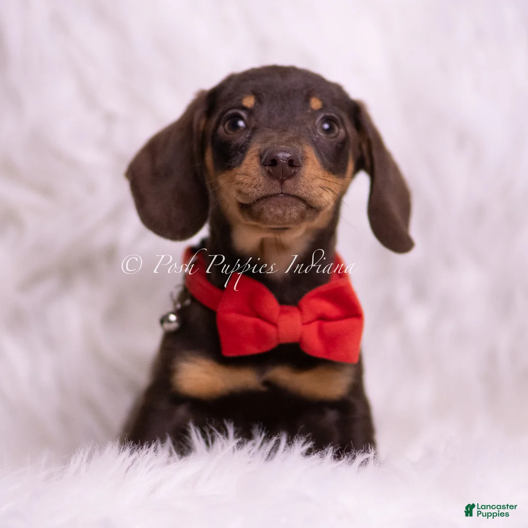 Miniature Dachshund dogs for sale: Eminem - Ad 1