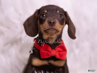 Miniature Dachshund dogs Eminem - Ad 19