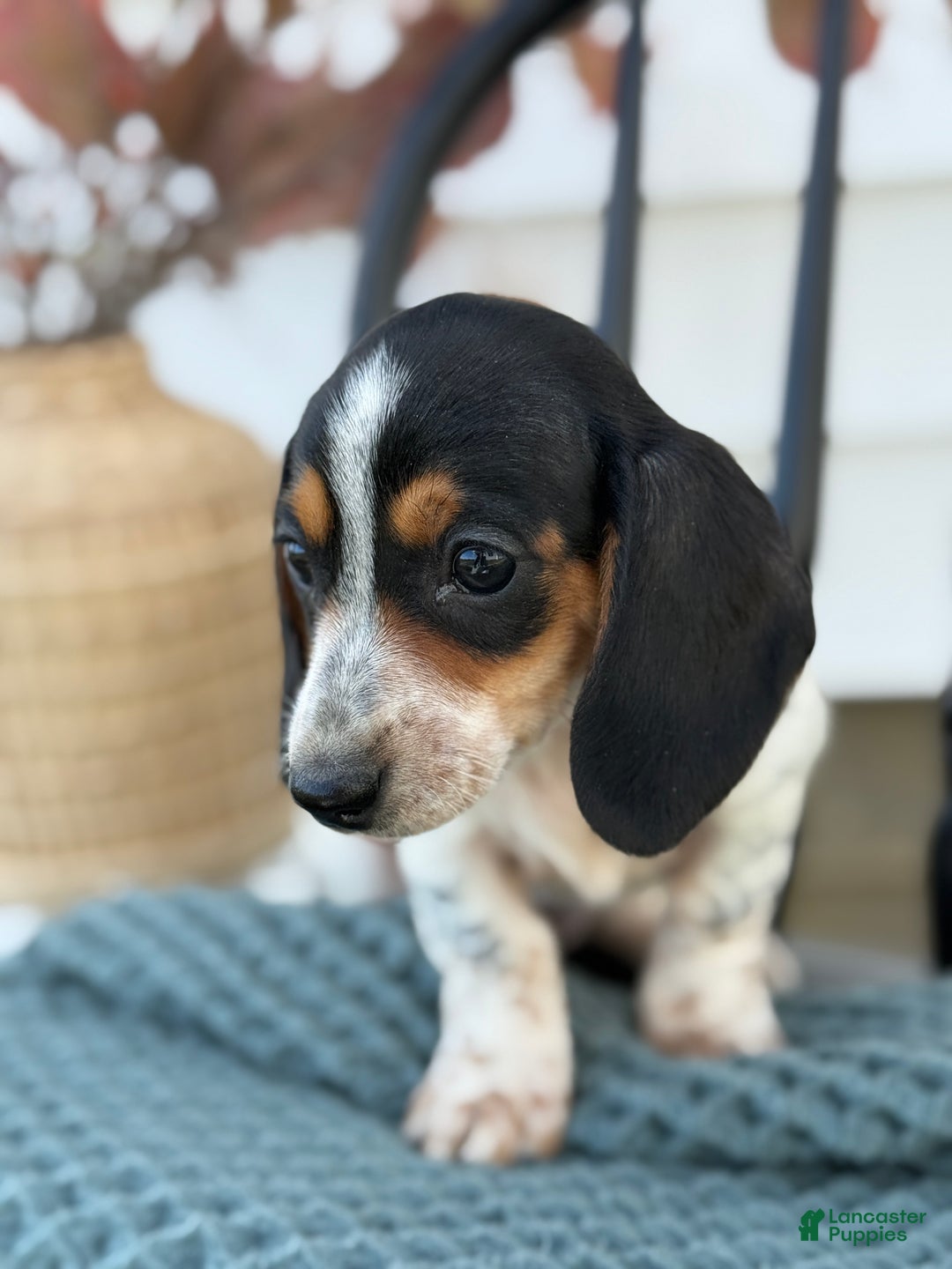 Miniature Dachshund dogs for sale: Tessie - Ad 4