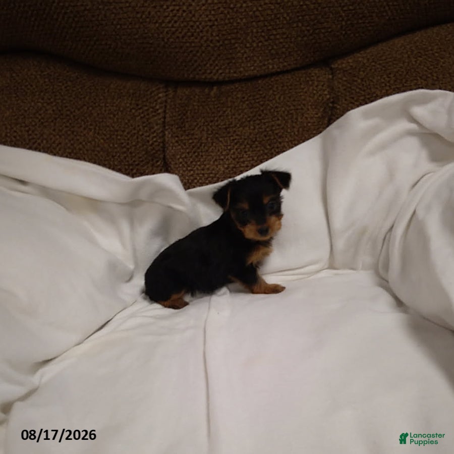Chorkie dogs Buttercup - Ad 2