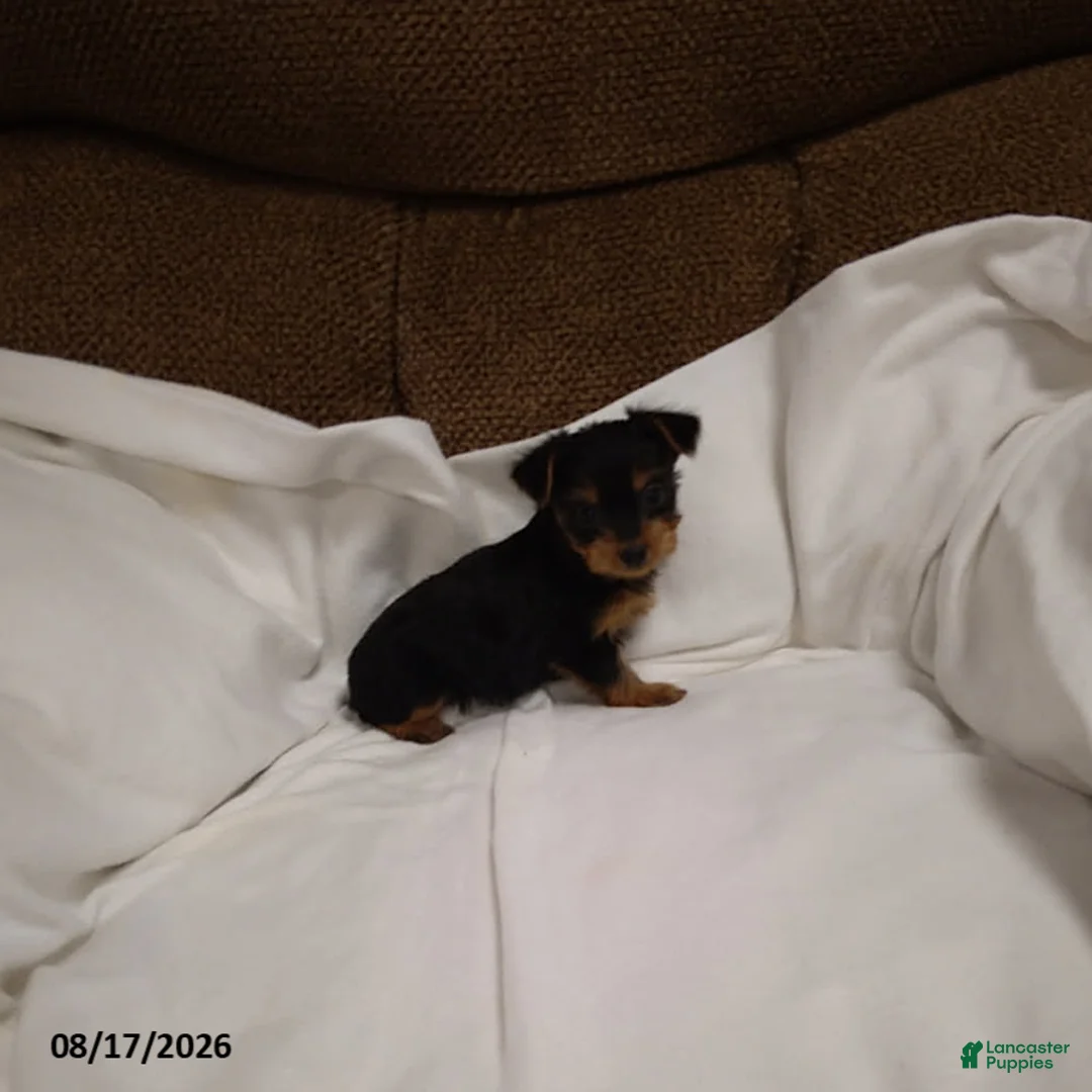 Chorkie dogs for sale: Buttercup - Ad 2
