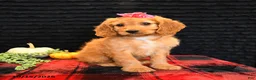 Cavapoo dogs for sale: Ocean - Ad 4