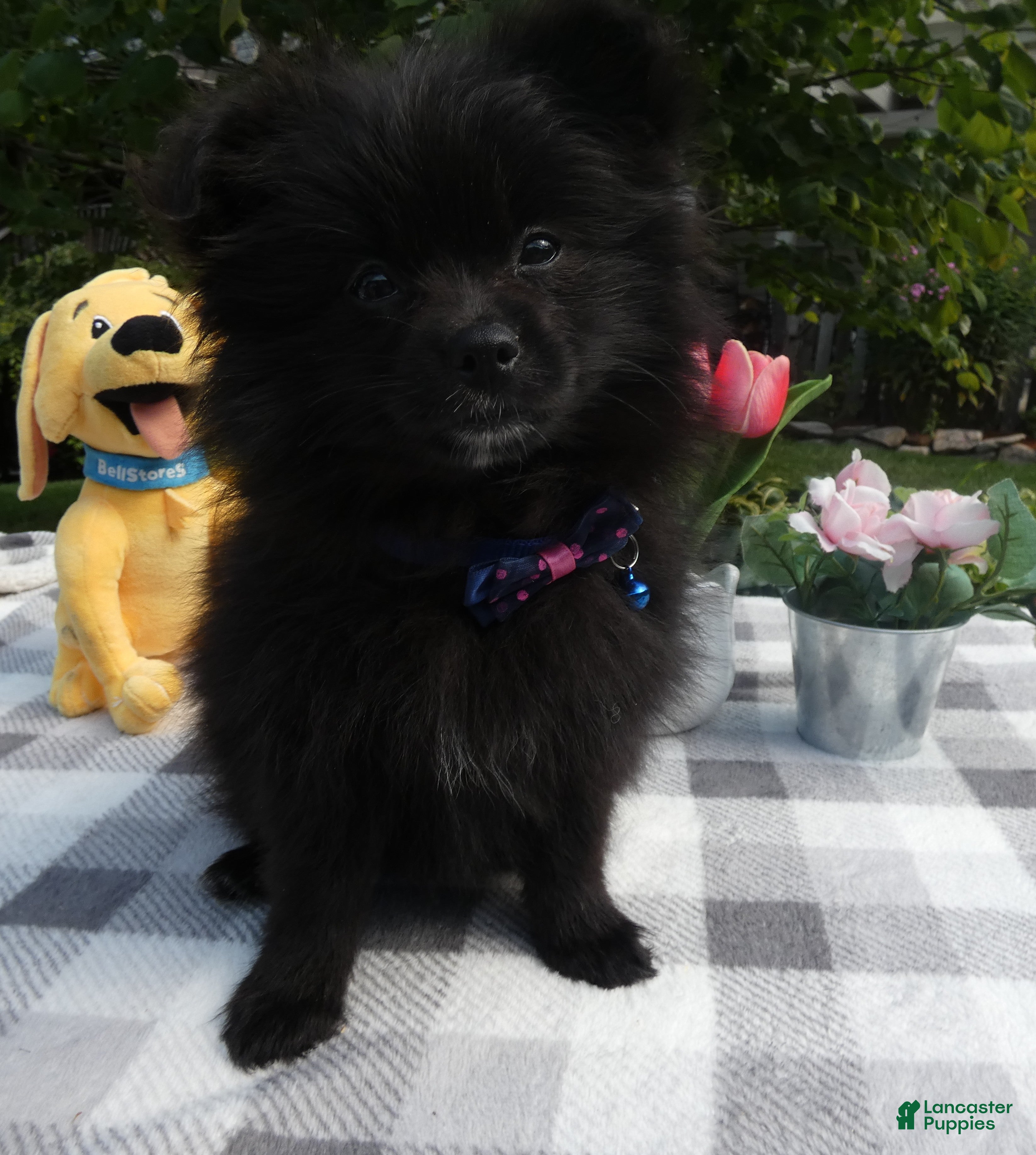 Pomeranian dogs for sale: Pomeranian 5 Ralinda - Ad 2