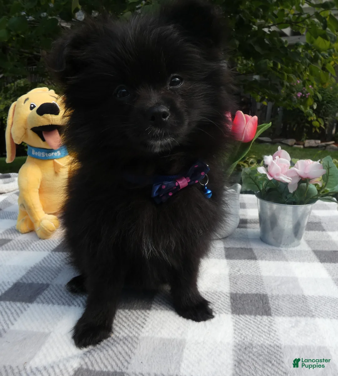 Pomeranian dogs for sale: Pomeranian 5 Ralinda - Ad 1