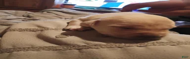 Labrador Retriever 1