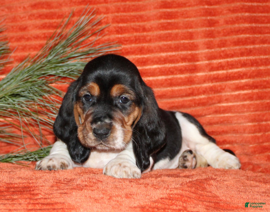 Basset Hound dogs for sale: Sleepy - Ad 4